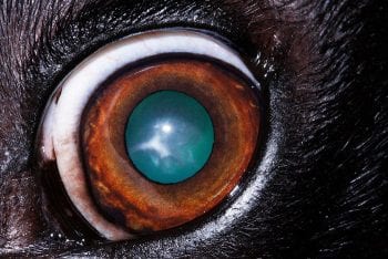 Figure 4. Incipient cataract.
