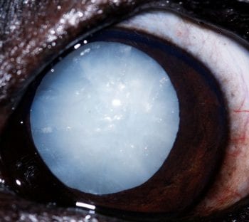 Figure 6 (inset). Mature cataract.