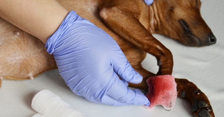 How to approach the bleeding patient, part 1 | Vet Times