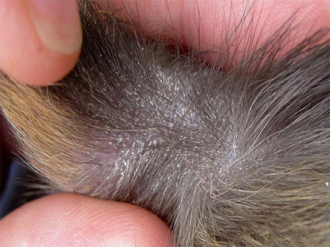 Figure 2. A guinea pig with lice.