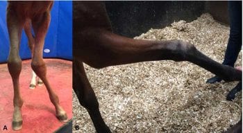 Figure 2. (A) angular limb deformity in a foal. (B) flexural limb deformity in a weanling.