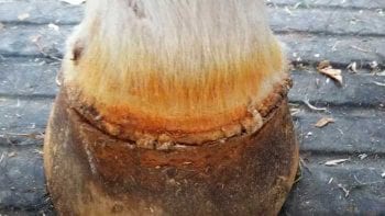 Figure 3. Keratin damage secondary to selenium toxicity in a horse.