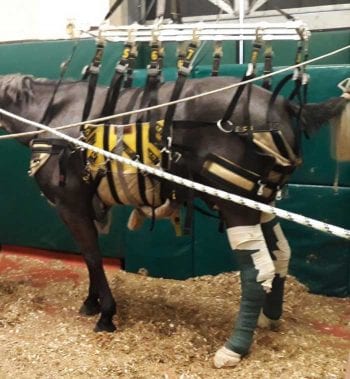 Figure 4. Sling management of a horse due to a post-anaesthetic myopathy following general anaesthesia.
