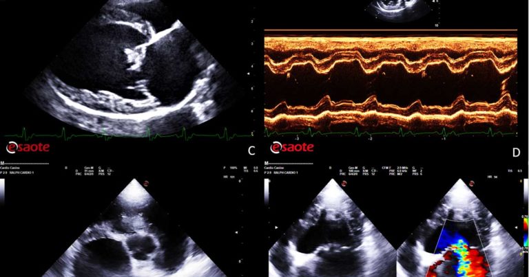 Overview Of Mitral Valve Disease | Vet Times