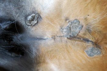 Figure 2. Verrucose sarcoids on the ventral abdomen – wart-like appearance.