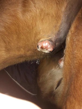 Figure 3. Nodular sarcoids in the thigh region – SC, spherical masses.