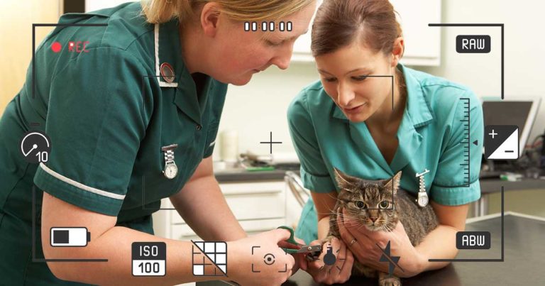 Vet Nurse Training Video Competition Launched Vet Times   Adobestock 43935503 768x403 