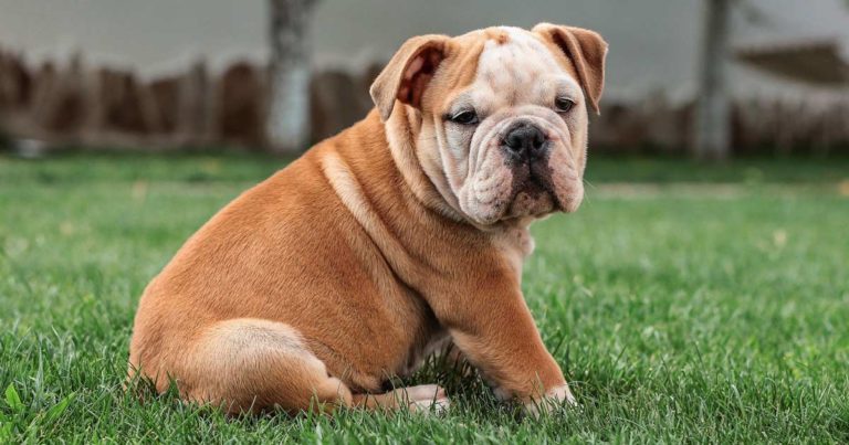 Latest figures show popularity of brachycephalic breeds continues