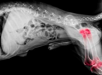 OA pain bones Image: © kintarapong / Adobe Stock