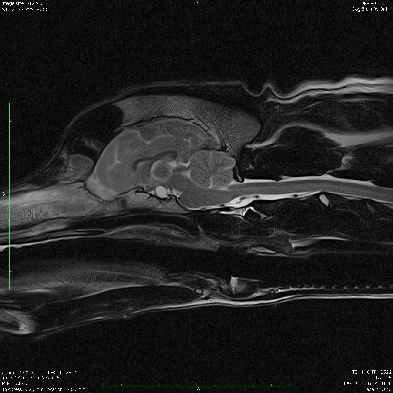 A case of diabetes insipidus caused by hypothalamic mass   Vet Times