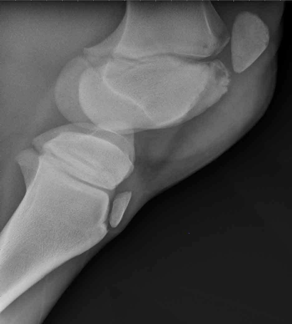 Figure 1. Lateromedial radiograph of a foal’s stifle with osteomyelitis.