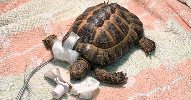 Tortoise specialist best sale vet near me