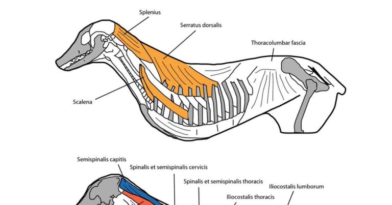 Companion animal anaesthesia: interfascial plane blocks update | Vet Times