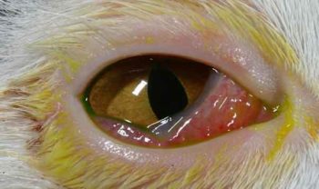 Figure 2. Conjunctivitis, right eye.