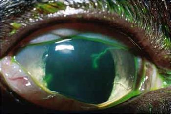 Figure 3. Dendritic corneal ulceration, right eye.