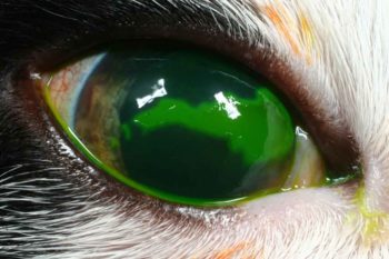 Figure 4. Superficial corneal ulcer, right eye.