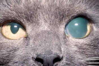 Figure 9. Chronic glaucoma, left eye.