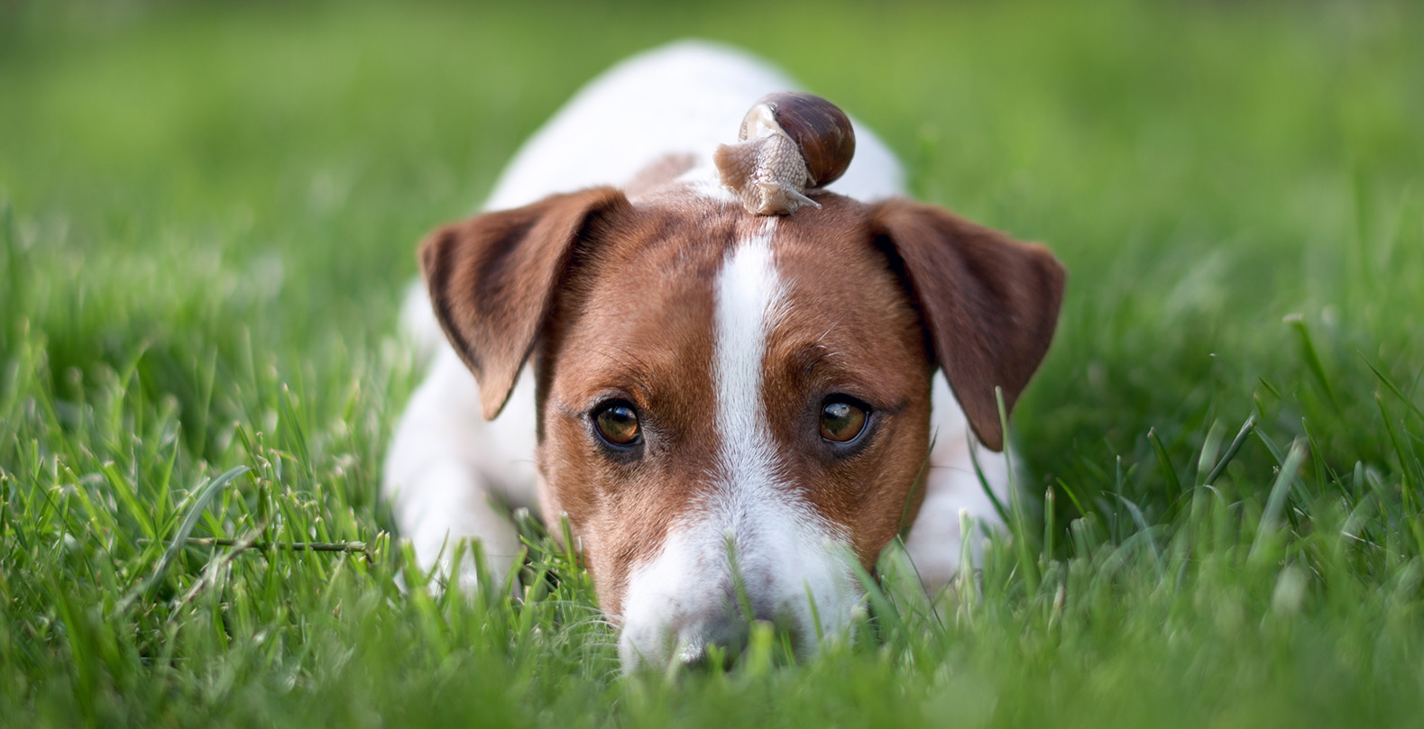 can you prevent lungworm in dogs