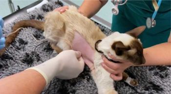 Figure 2. A cat with pyothorax undergoing thoracocentesis.