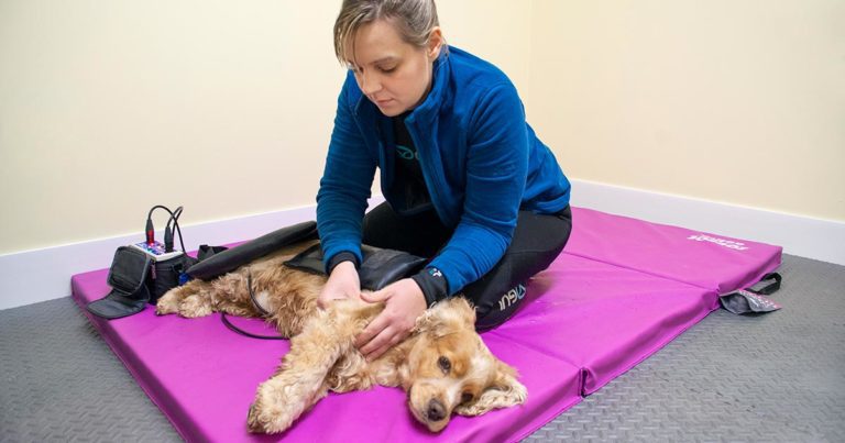 chronic-pain-in-cats-and-dogs-vet-times