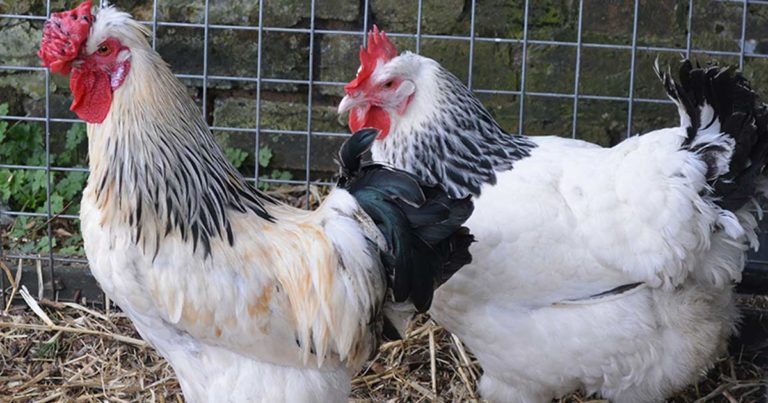 Approach to pet chicken care | Vet Times