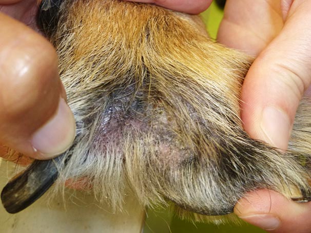 Dermatitis in canine patients | Vet Times