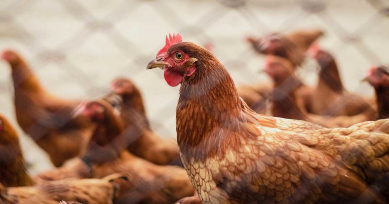 Defra Confirms Two New Avian Flu Outbreaks Vet Times 