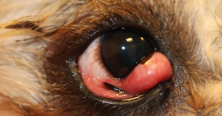 how much is cherry eye surgery on dogs in uk