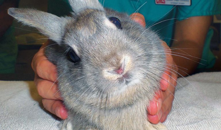 Treatment Of Encephalitozoon Cuniculi Infection In Rabbits | Vet Times