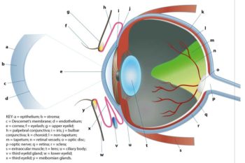 Figure 4. A schematic illustration of the ocular anatomy.