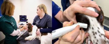 Figure 2a (left). A conscious patient being held in sternal recumbency for an ocular ultrasound scan. Figure 2b (right). A close-up of a patient showing direct corneal placement of a high‑frequency linear transducer.