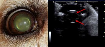 Figure 8. On direct examination, the central lens of this nine‑year‑old dog appears hazy (left); this is due to the increased density of the lens nucleus refracting a greater proportion of light. On ultrasound examination of the same eye (right), the typical appearance of nuclear sclerosis can be visualised as an echogenic, curvilinear line that is present within the lens (red arrows) running parallel to the hyperechoic lens capsule.