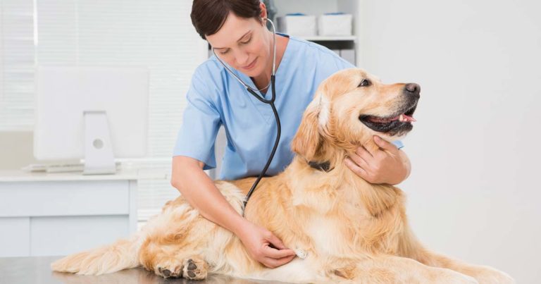 Heart of the matter – canine cardiovascular diseases | Vet Times