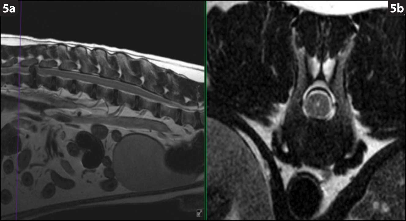 Genetics of disc disease in chondrodystrophic dogs