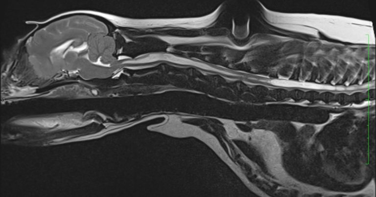 Case of Chiari-like malformation requiring surgical management | Vet Times