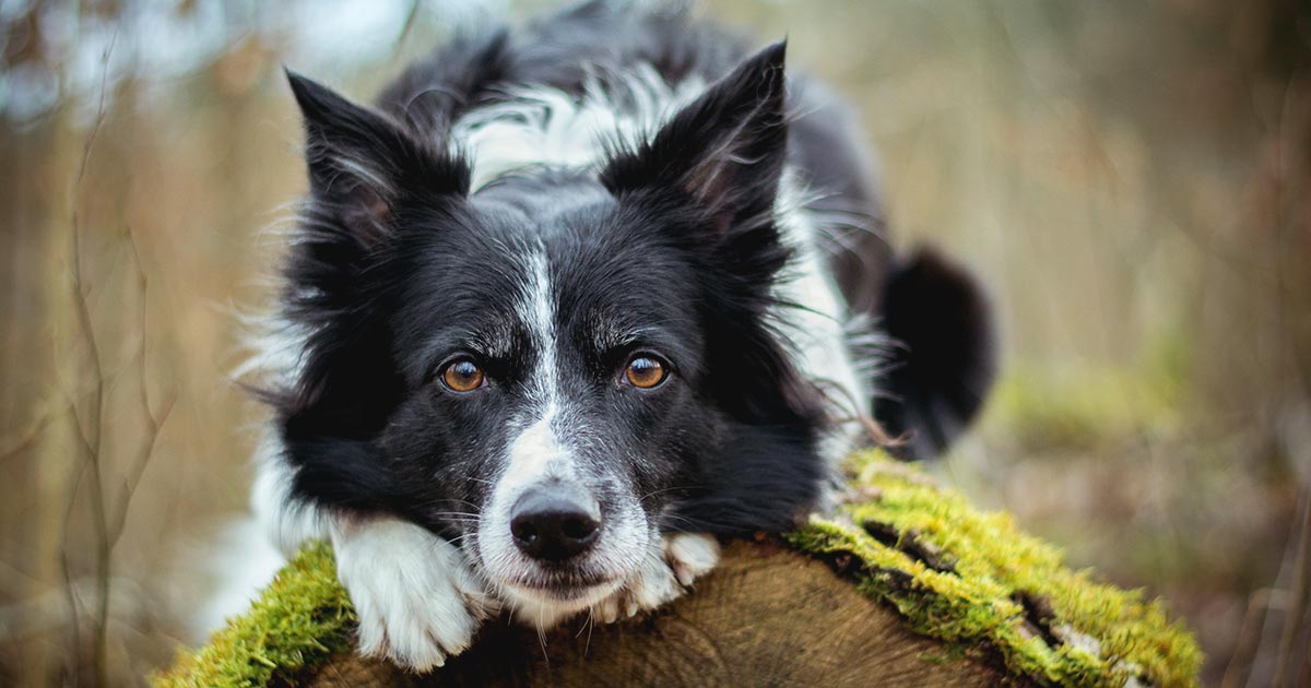 what causes idiopathic head tremors in dogs