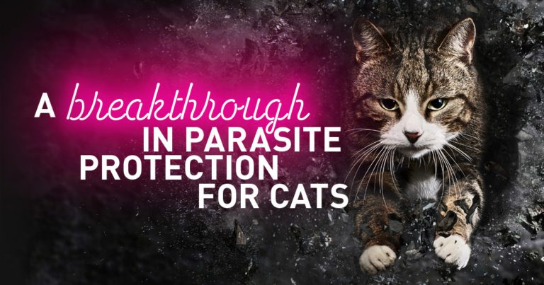 crypto parasite treatment for cats