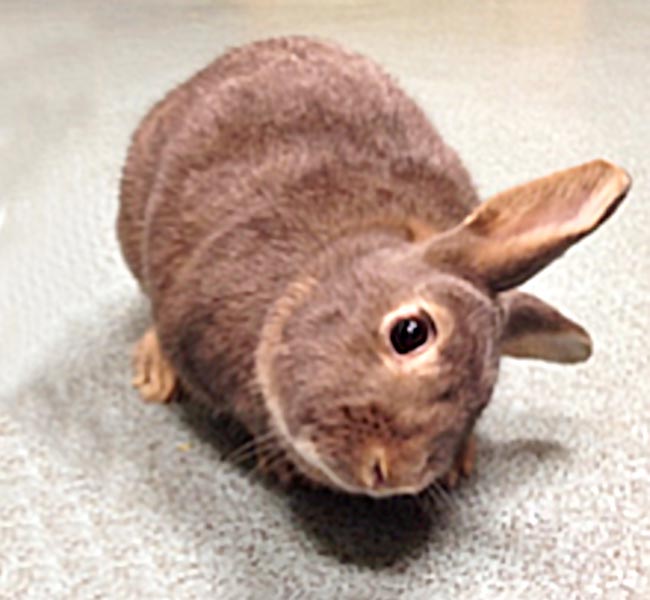Head tilt in rabbits