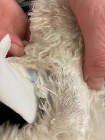 An inappropriately clipped and prepared IV catheter site.