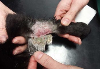 Skin irritation and bruising observed on IV catheter removal.