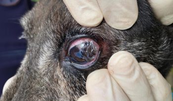 Clinical infestation with Thelazia callipaeda in a dog.