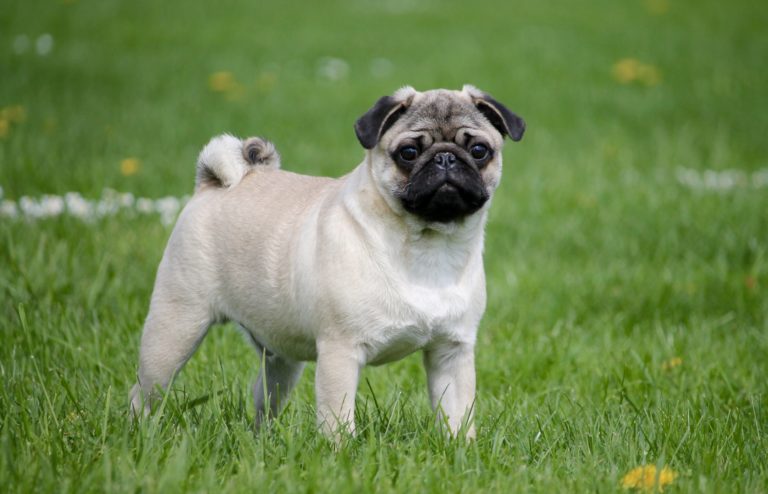 Pug health risks mean it can no longer be considered ‘typical dog