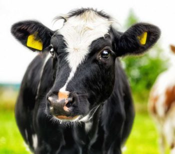 cattle cows dairy Image: © stefanholm / Adobe Stock