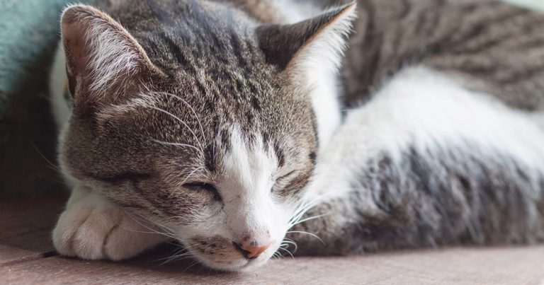 Geriatric cats – care and management of older felids | Vet Times