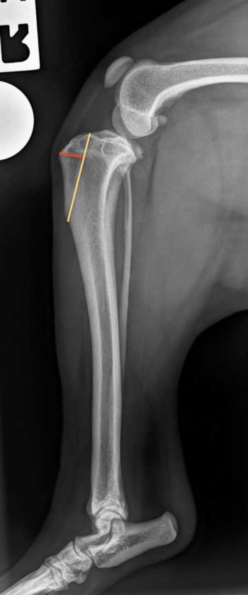 Figure 1a. Mediolateral preoperative radiograph of the stifle of a cavalier King Charles spaniel with grade II out of IV medial patellar luxation. The location of the tibial tuberosity osteotomy is planned on the mediolateral preoperative radiograph. The length of the osteotomy (yellow line) and the distance of the osteotomy from the attachment of the patellar ligament (red line) are measured. The measurements are then used intraoperatively to position the osteotomy on the tibia.