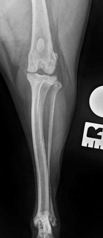 Figure 1b. Caudocranial preoperative radiographs of the stifle of a cavalier King Charles spaniel with grade II out of IV medial patellar luxation. The location of the tibial tuberosity osteotomy is planned on the mediolateral preoperative radiograph (1a). The length of the osteotomy (yellow line; 1a) and the distance of the osteotomy from the attachment of the patellar ligament (red line) are measured. The measurements are then used intraoperatively to position the osteotomy on the tibia.