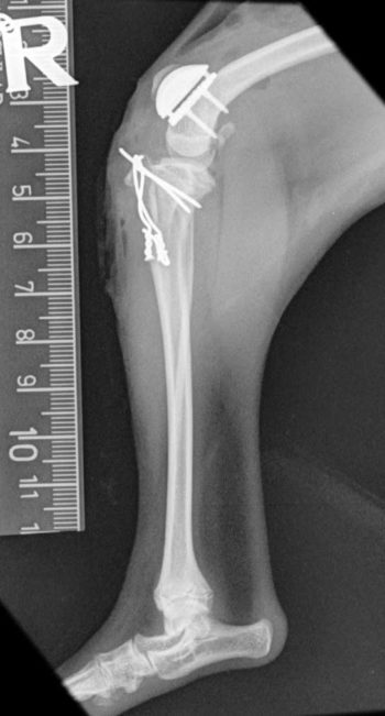Figure 4a. Mediolateral postoperative radiographs of the stifle of a six-month-old toy poodle with grade IV out of IV medial patellar luxation, which underwent patellar groove replacement surgery and tibial tuberosity transposition.