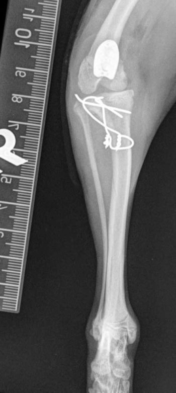 Figure 4b. Caudocranial postoperative radiographs of the stifle of a six-month-old toy poodle with grade IV out of IV medial patellar luxation, which underwent patellar groove replacement surgery and tibial tuberosity transposition.