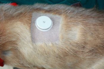 A continuous glucose monitor in place on a dog. Note the central hole must not be covered with tape.