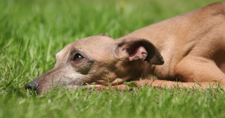 Evidence of human-to-dog transmission of monkeypox virus - The Lancet